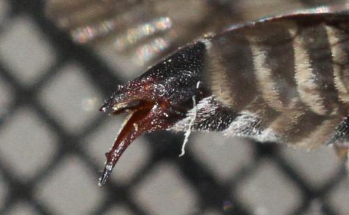 Réf. 209 534 : Coelioxys echinata